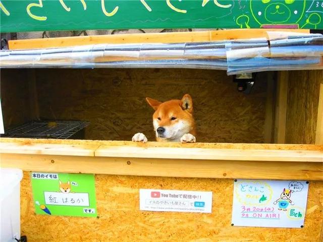 柴犬為娶妻主動擔任店員，幫著鏟屎官賣紅薯，三年後仍是單身