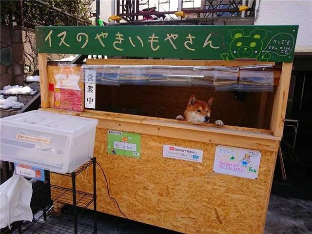 柴犬為娶妻主動擔任店員，幫著鏟屎官賣紅薯，三年後仍是單身