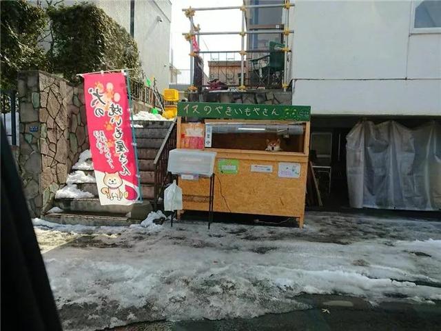 柴犬為娶妻主動擔任店員，幫著鏟屎官賣紅薯，三年後仍是單身