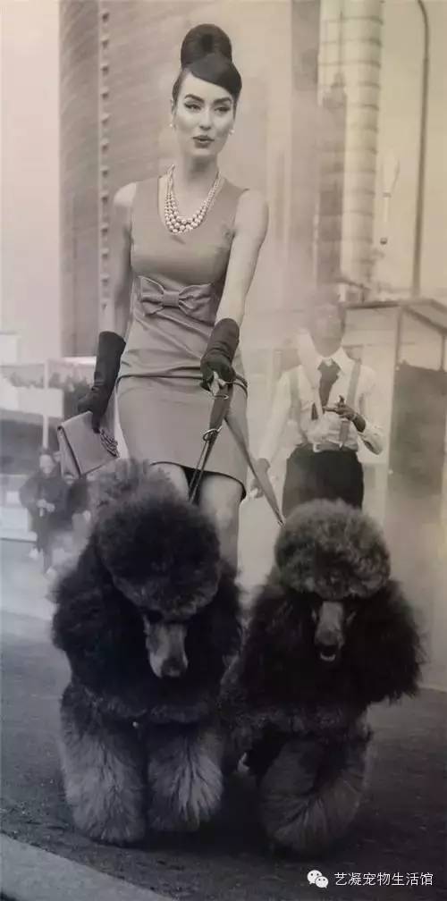 愛上貴賓犬的3大理由，一般人我還不告訴