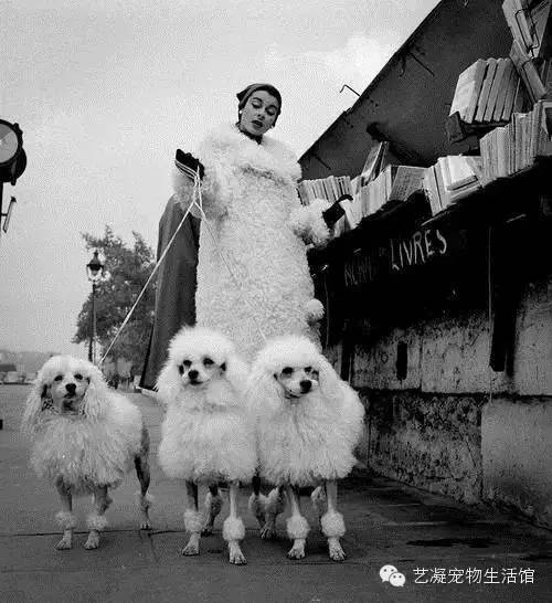 愛上貴賓犬的3大理由，一般人我還不告訴