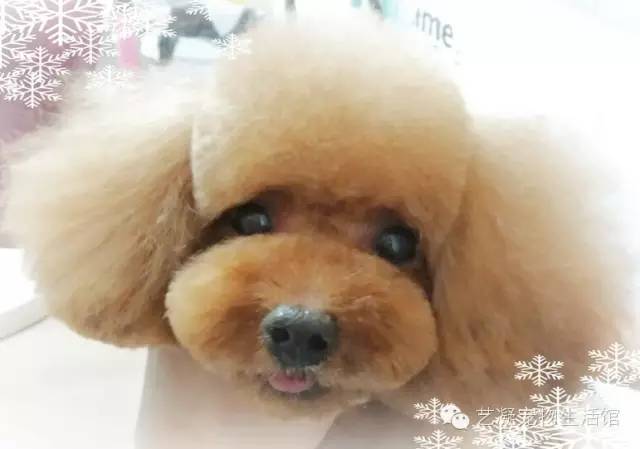 愛上貴賓犬的3大理由，一般人我還不告訴