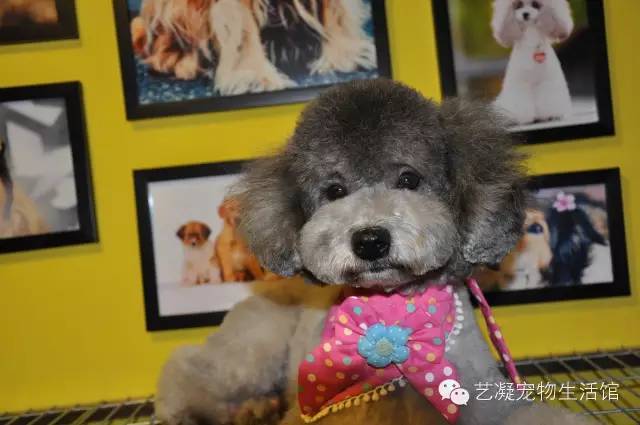 愛上貴賓犬的3大理由，一般人我還不告訴