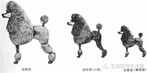 愛上貴賓犬的3大理由，一般人我還不告訴