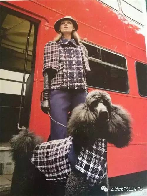 愛上貴賓犬的3大理由，一般人我還不告訴