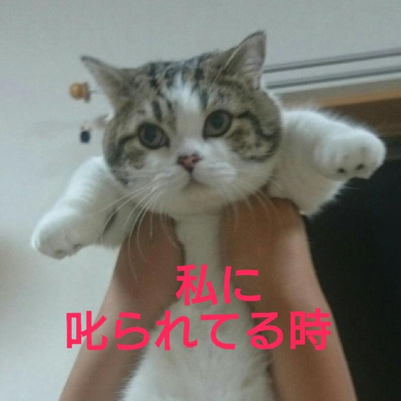 喵星人「被媽媽罵VS被爸爸罵」巨大落差對比照網路爆紅！