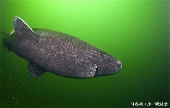 這條鯊魚可能向天借了五百年，從明朝出生活到現在，閻王也沒辦法