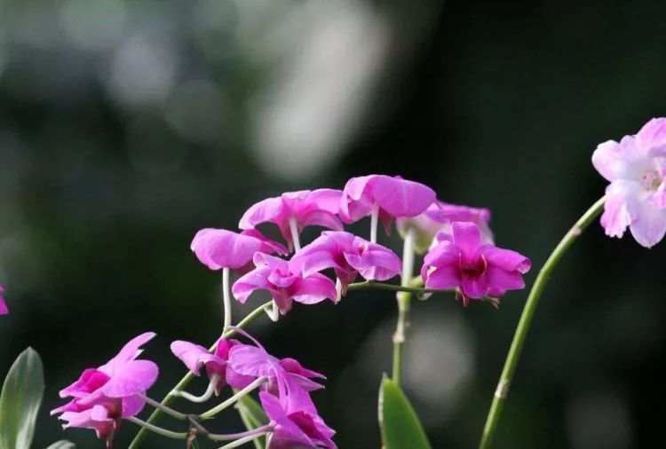 4月12號起財運如虹，5生肖橫財發千萬，大富大貴不差錢！