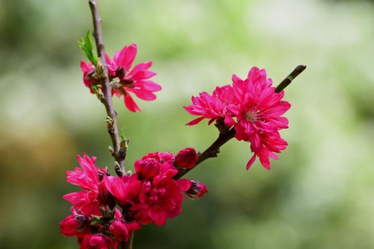 4月12號起財運如虹，5生肖橫財發千萬，大富大貴不差錢！