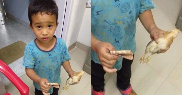 6歲男童不小心壓過小雞　他慌張帶「畢生積蓄」 衝醫院：請幫我救牠 
