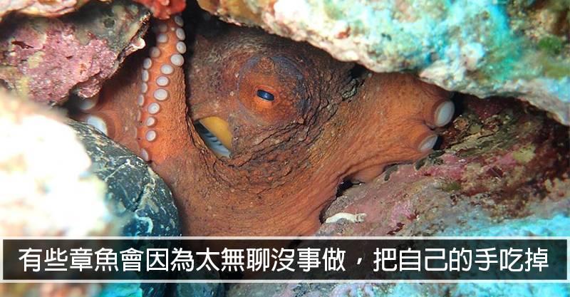 15個「距離做惡夢只差一步」的微恐怖驚奇事實　無尾熊其實是吃X長大的！
