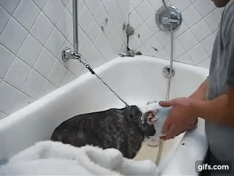 「大隻肌肉男幫派」靠兇狠外表把動物「從惡主人手中救出來」　連知名巨星都是粉絲！