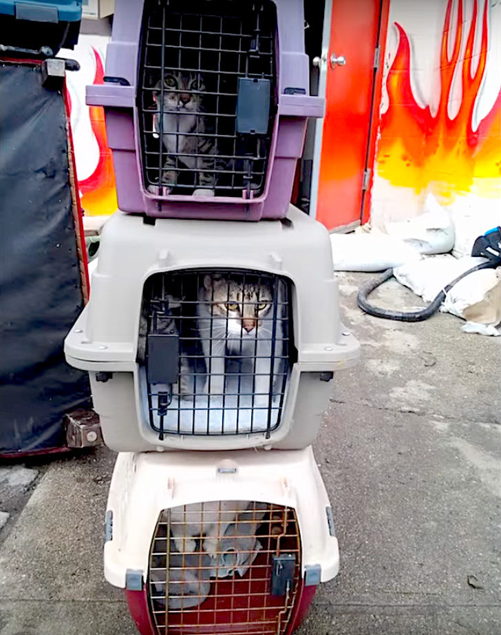 「大隻肌肉男幫派」靠兇狠外表把動物「從惡主人手中救出來」　連知名巨星都是粉絲！