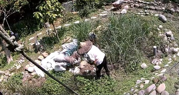 惡阿婆「提熱水淋鵝蛋」燙到熟！鵝媽媽悲鳴繼續孵　阿婆被抓無奈回：「我也是逼不得已阿」