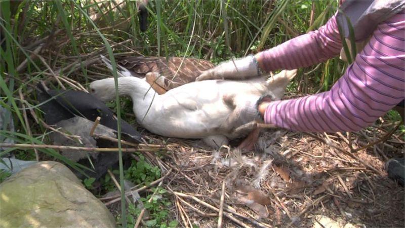 惡阿婆「提熱水淋鵝蛋」燙到熟！鵝媽媽悲鳴繼續孵　阿婆被抓無奈回：「我也是逼不得已阿」