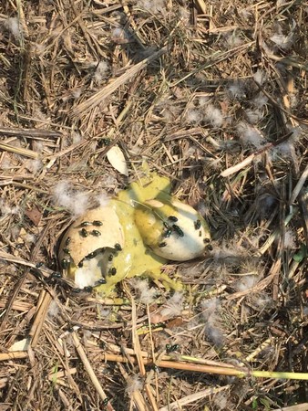 惡阿婆「提熱水淋鵝蛋」燙到熟！鵝媽媽悲鳴繼續孵　阿婆被抓無奈回：「我也是逼不得已阿」