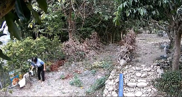 惡阿婆「提熱水淋鵝蛋」燙到熟！鵝媽媽悲鳴繼續孵　阿婆被抓無奈回：「我也是逼不得已阿」