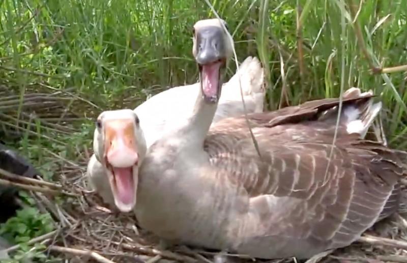 惡阿婆「提熱水淋鵝蛋」燙到熟！鵝媽媽悲鳴繼續孵　阿婆被抓無奈回：「我也是逼不得已阿」