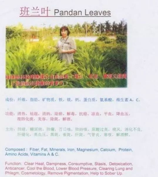 香茅草加香蘭葉，原來功效那麽好，特別適合有尿酸和關節炎的朋友