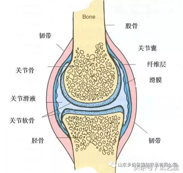 膝蓋疼、膝蓋響，一把香菜加生薑，膝蓋再也不疼了