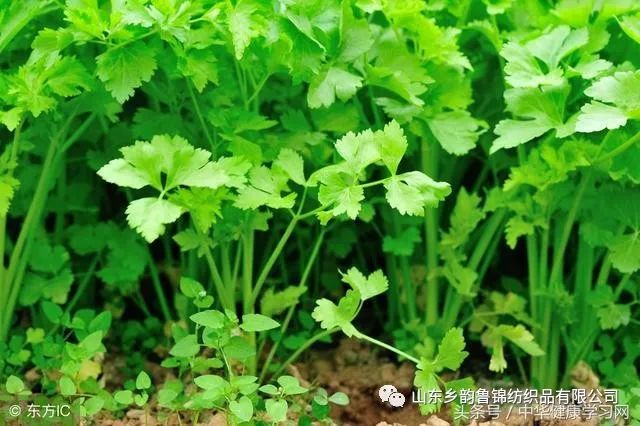膝蓋疼、膝蓋響，一把香菜加生薑，膝蓋再也不疼了