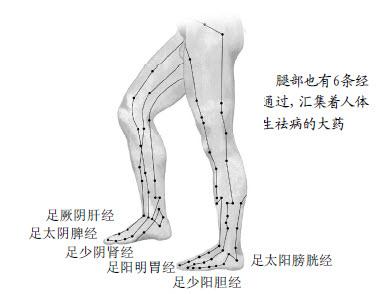 中醫養生：沿著經絡去找大藥是最省事的