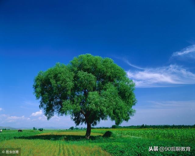 欲為大樹，莫與草爭！(精闢）