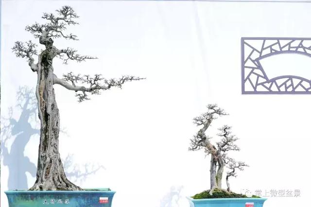 盆景基礎知識：盆景四種根部類型，教你如何處理盆景根