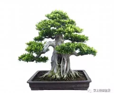 盆景基礎知識：盆景四種根部類型，教你如何處理盆景根