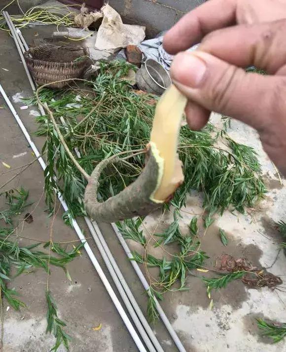 這種天然「生根劑」，不用買路邊一大堆，剪碎了用鍋蒸，養花好用