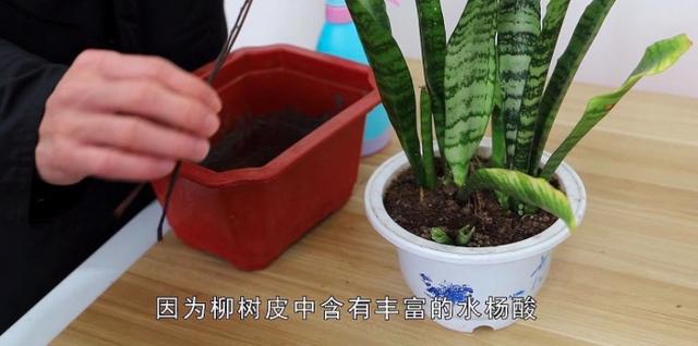 這種天然「生根劑」，不用買路邊一大堆，剪碎了用鍋蒸，養花好用