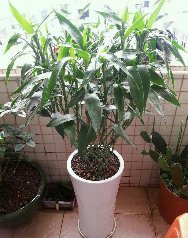 這種天然「生根劑」，不用買路邊一大堆，剪碎了用鍋蒸，養花好用