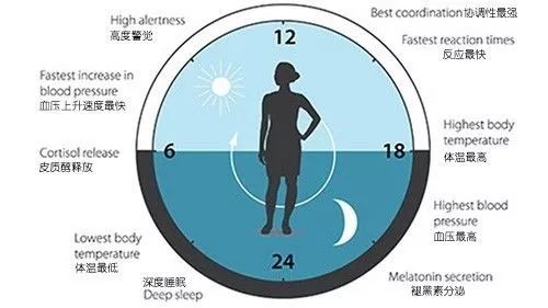 不要再熬夜了，這是全球公認最健康的作息時間表