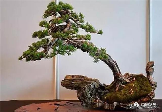 突出盆景個性的異形盆