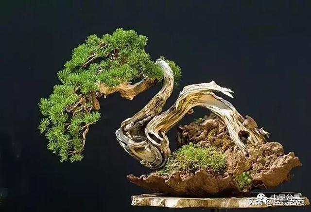 突出盆景個性的異形盆