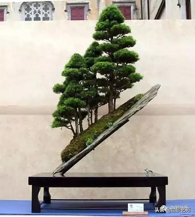 突出盆景個性的異形盆