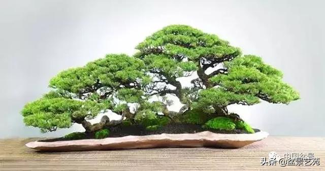 突出盆景個性的異形盆