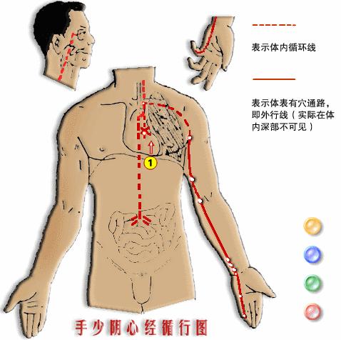 【十二經絡圖動畫演示】