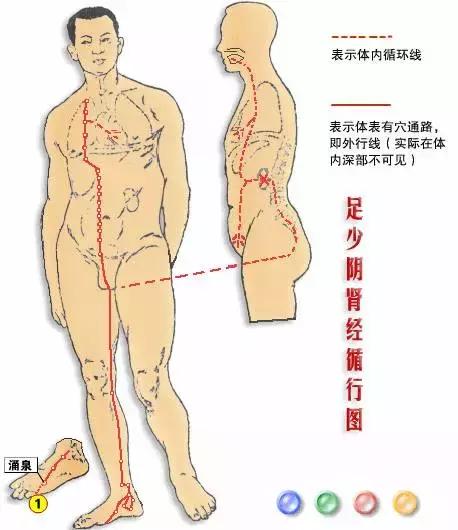 【十二經絡圖動畫演示】