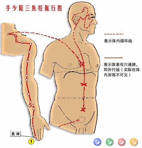 【十二經絡圖動畫演示】