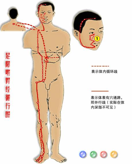 【十二經絡圖動畫演示】