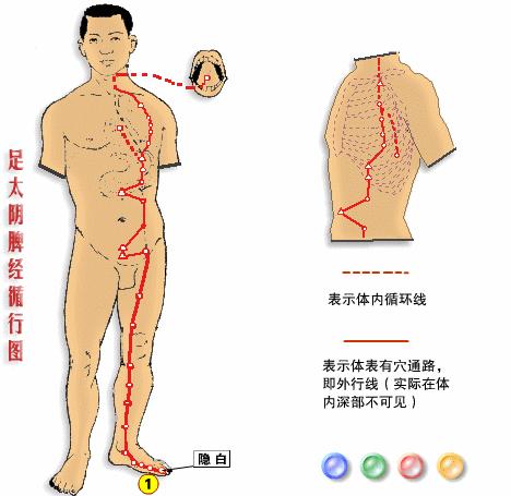 【十二經絡圖動畫演示】