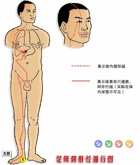 【十二經絡圖動畫演示】