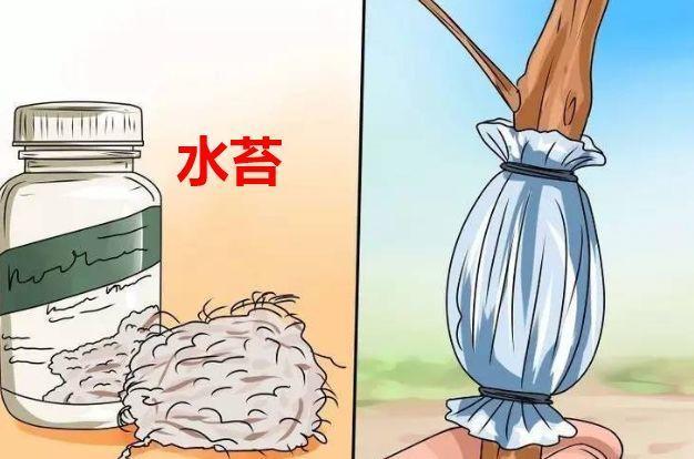 春天在枝上劃個口子，抹點土捂2天，連冒一串大白根！