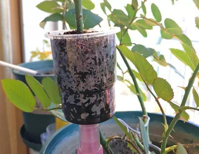 春天在枝上劃個口子，抹點土捂2天，連冒一串大白根！