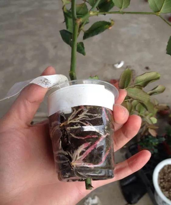 春天在枝上劃個口子，抹點土捂2天，連冒一串大白根！