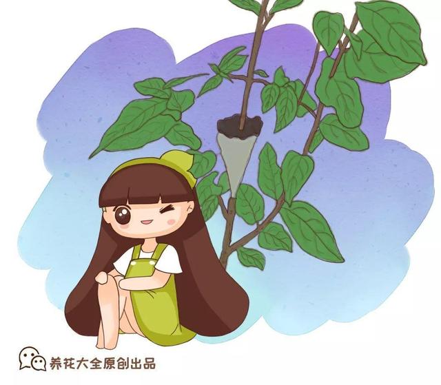 春天在枝上劃個口子，抹點土捂2天，連冒一串大白根！