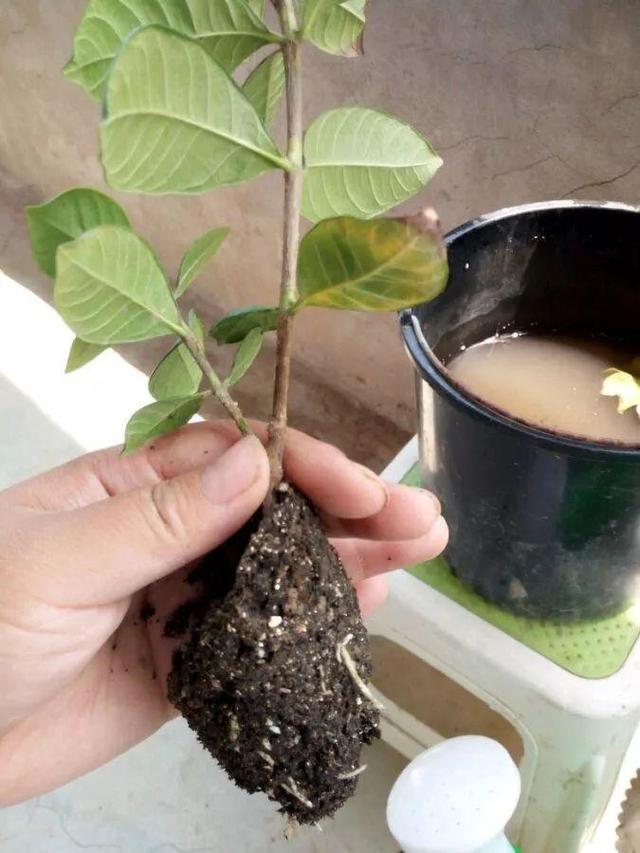 春天在枝上劃個口子，抹點土捂2天，連冒一串大白根！
