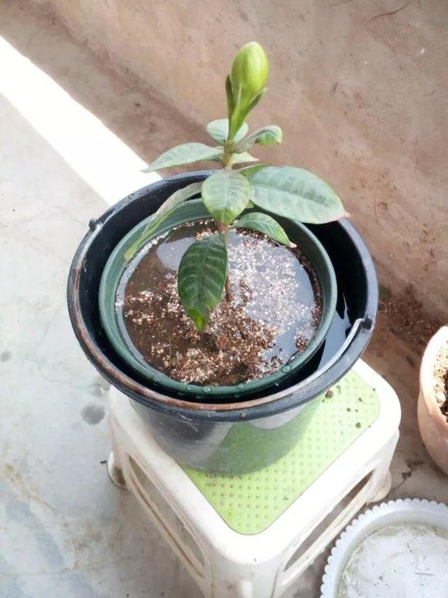 春天在枝上劃個口子，抹點土捂2天，連冒一串大白根！