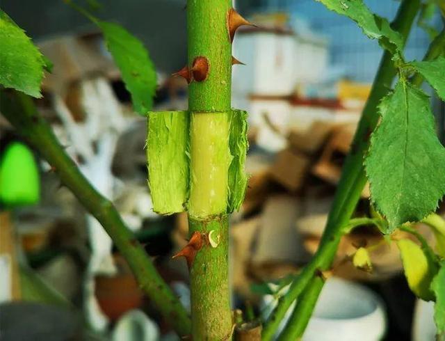 春天在枝上劃個口子，抹點土捂2天，連冒一串大白根！
